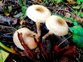 Zdjęcia_nr_22_przedstawiają_mieszkańców_podczas_grillowania.png