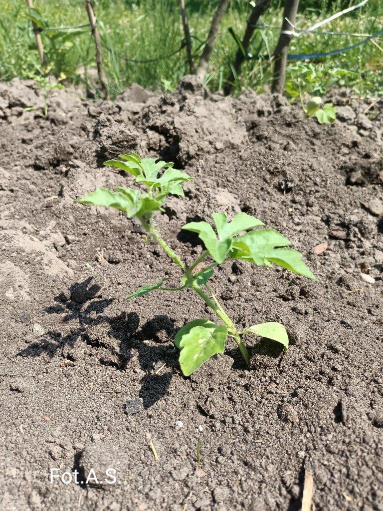  Zdjęcie z bliska, sadzonka arbuza w kolorze zielonym na tle czarnej ziemi. W oddali powtykane paliki do podpory pomidorów