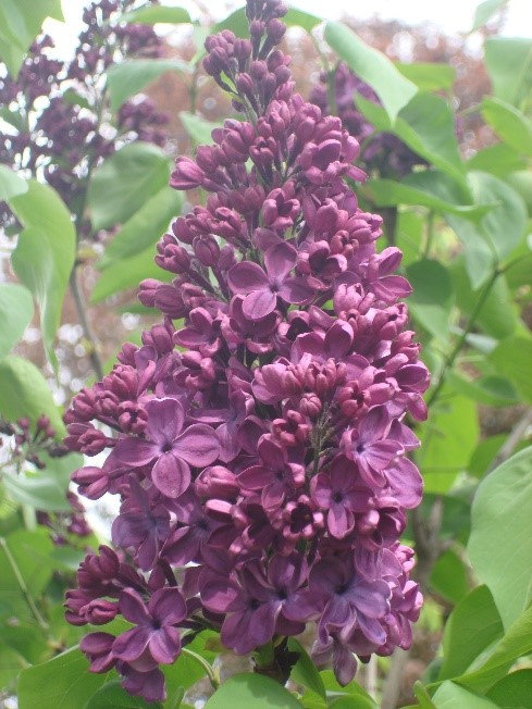 Fotografia przedstawia gałązkę fioletowego bzu na tle zielonych liści 