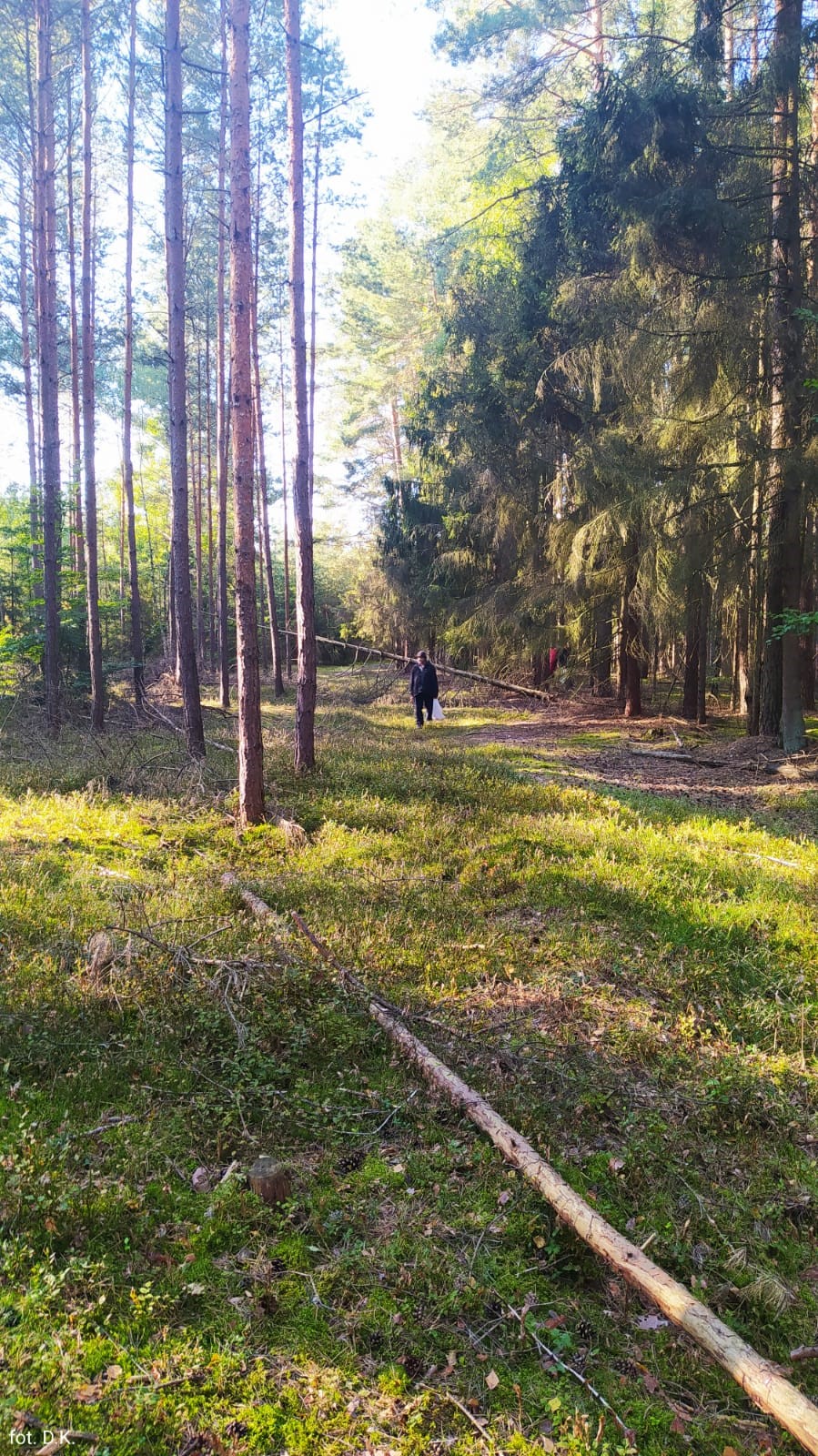 Na zdjęciu krajobraz lasu iglastego w kolorach żywej zieleni, w oddali dwóch grzybiarzy, promienie słońca przeszywają korony drzew tworząc jaśniejsze smugi światła