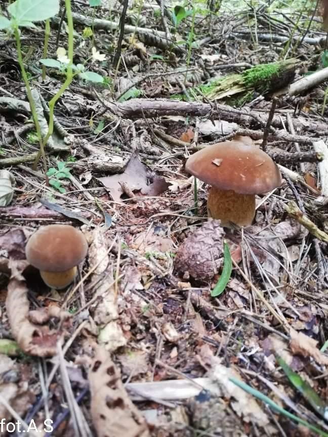 Na zdjęciu leśna ściółka w kolorach brązowo-zielonych po środku rosnące dwa podgrzybki