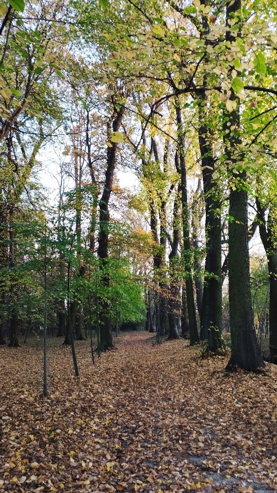 DPSKaletnicza9