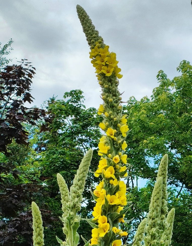 DDPKarmelkowa013